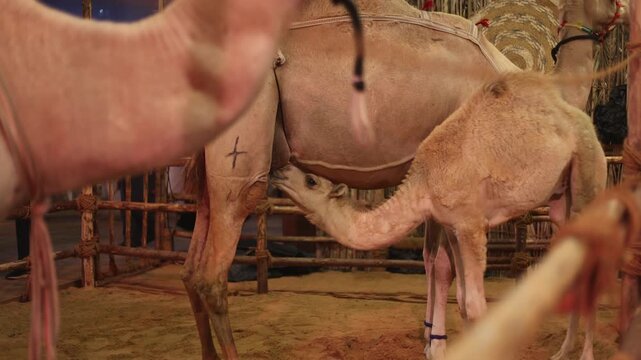 A baby camel drinks milk from its mother at a traditional stables in Abu Dhabi, UAE