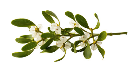 Close-up of a sprig of glossy green leaves and white berries on a black background