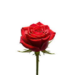 Fototapeta premium Vivid red rose with dew drops, emerging from a black void