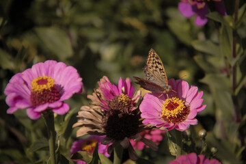 A collection of pink flowers and a butterfly sitting on them