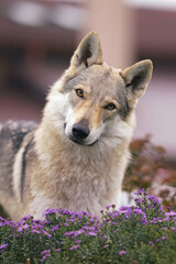 The portrait of a yellowish-grey Czechoslovakian Wolfdog posing outdoors in autumn garden