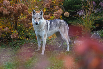 Cute yellowish-grey Czechoslovakian Wolfdog posing outdoors standing in autumn garden