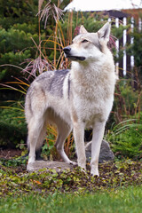 Adorable yellowish-grey Czechoslovakian Wolfdog posing outdoors standing in autumn garden