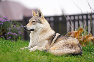 Adorable yellowish-grey Czechoslovakian Wolfdog posing outdoors lying down on a green grass in autumn