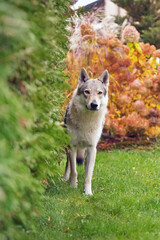 Young yellowish-grey Czechoslovakian Wolfdog posing outdoors standing on a green grass in autumn garden