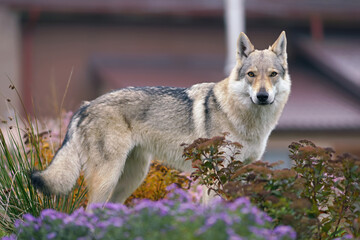 Adorable yellowish-grey Czechoslovakian Wolfdog posing outdoors standing in autumn garden