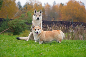 Adorable fawn and white Welsh Corgi Pembroke dog posing outdoors with a Czechoslovakian Wolfdog in autumn garden