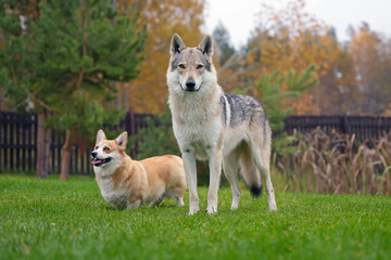 Adorable yellowish-grey Czechoslovakian Wolfdog posing outdoors standing next to a fawn and white Welsh Corgi Pembroke dog on a green grass in autumn garden