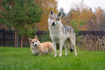 Obedient yellowish-grey Czechoslovakian Wolfdog posing outdoors standing next to a fawn and white Welsh Corgi Pembroke dog on a green grass in autumn garden