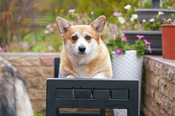 Cute fawn and white Welsh Corgi Pembroke dog posing outdoors sitting on a black wooden bench in autumn garden