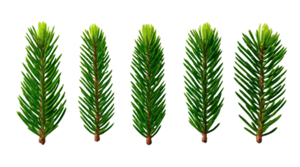 Fresh spruce or fir tree young branch tips, isolated on transparent background (PNG). New spring growth of evergreen conifer needles.
