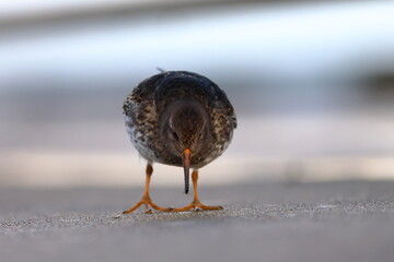 purple sandpiper