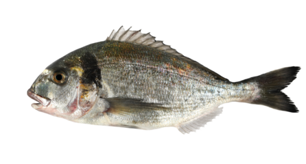 Gilt-head bream or silver seabream (Sparus aurata) isolated on white, clipping path