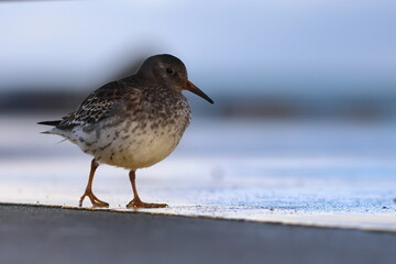 purple sandpiper