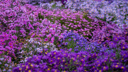 A full-frame background texture of blooming purple, pink, and violet aster flowers in an autumn garden. Dense floral carpet pattern.