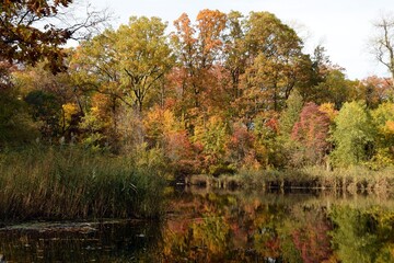 
Colors of autumn, trees on a small lake.