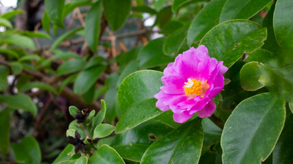 rosa musgo o Portulaca grandiflora