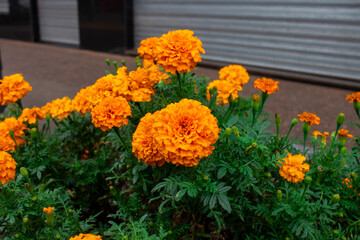 lores de cempasúchil (Tagetes erecta)