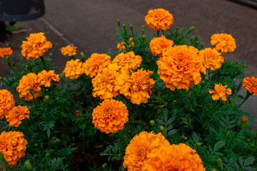 lores de cempasúchil (Tagetes erecta)
