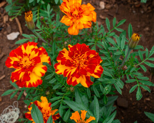 laveles de la India o caléndulas 