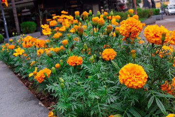 lores de cempasúchil (Tagetes erecta)