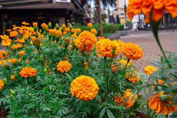 lores de cempasúchil (Tagetes erecta)