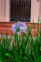 agapanto,  lirio africano, lirio del Nilo,  Agapanthus africanus o Agapanthus praecox