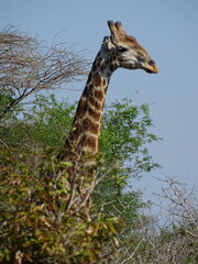 Afrikanische Giraffe