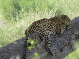 Leopard bei der Siesta