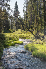 Scenic stream flowing through a pine tree forest