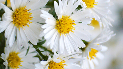 Beautiful white daisies bloom in a garden during spring, showcasing bright yellow centers and delicate petals.