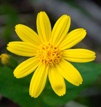 Blooming arrow leaf balsamroot flower.