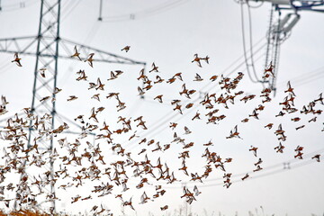 Snow buntings flying near a hydro corridor in Ontario, Canada