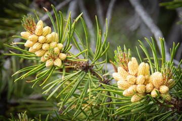 Emerging buds and pinecones on a Lodgepole pine tree.