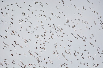 Snow buntings flying near a hydro corridor in Ontario, Canada