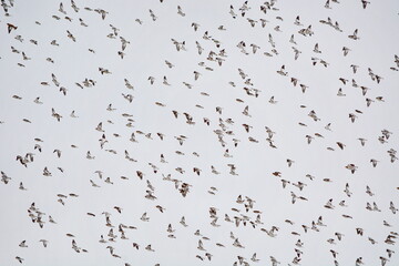 Snow buntings flying near a hydro corridor in Ontario, Canada