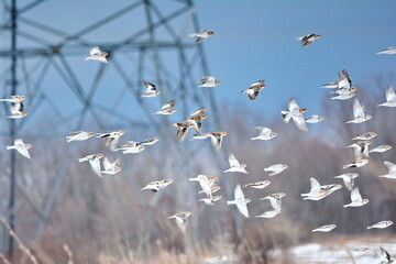 Snow buntings flying near a hydro corridor in Ontario, Canada
