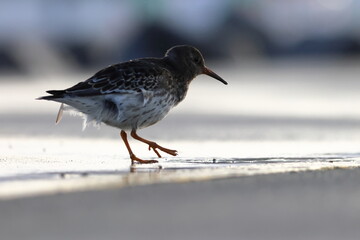 purple sandpiper