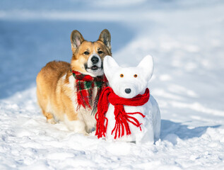 A cute corgi dog in a warm scarf walks in a winter park next to a dog-shaped snowman