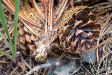 Still life of colorful pinecone in pine needles