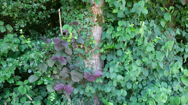 Pflanzenvielfalt am Waldrand im Kanton Z&uuml;rich, Vegetation in einem Wald in der Schweiz