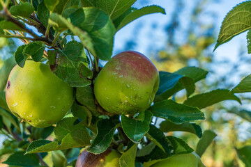 Apples growing on a tree in an orchard under a clear blue sky during late summer