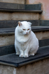 White cat sitting on stone steps in Corniglia, Cinque Terre, Italy, displaying a calm and natural expression in an urban setting.