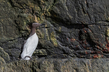A Common Murre Or Common Guillemot (Uria Aalge) Walks Over A Rock