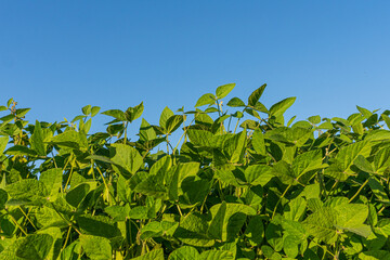 Green soybean plants grow under a clear blue sky in a sunny agricultural field during late spring in rural America