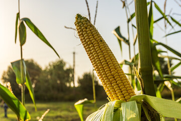 Ripe corn ear growing in a golden sunset on a farm in late summer