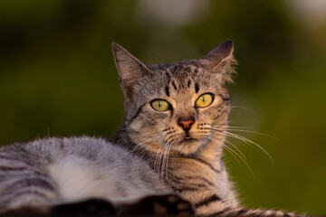 Portrait of a cat on the roof of a house at sunset