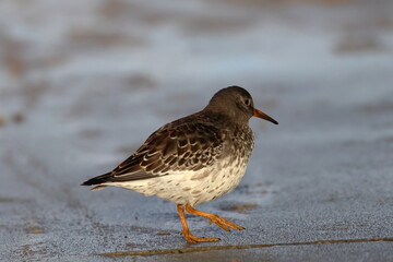 purple sandpiper