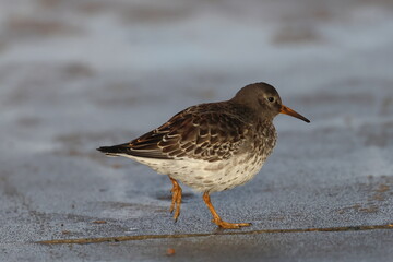 purple sandpiper