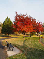 Morning sunrise lights up the trees in their fall glory with a walking path passing underneath them in a local park.